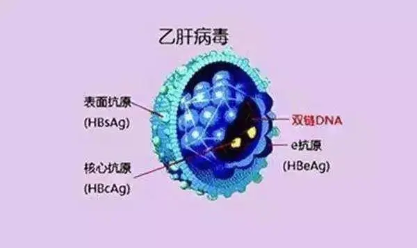 乙肝能完全治愈吗