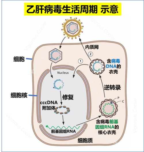 乙肝两对半和乙肝五项是一回事吗