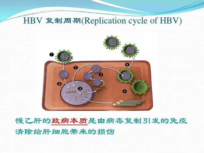 肝硬化转肝脑病会减寿吗