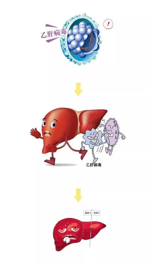 乙肝病毒携者会引起性功能障碍吗