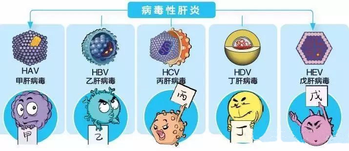 请问乙肝方面的病况