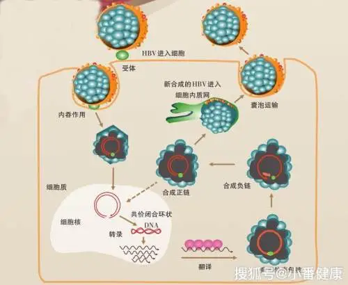 肝硬化乙肝感染如何治疗好