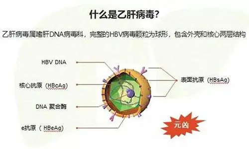 乙肝五项对照表乙肝表面抗体阳性是什么