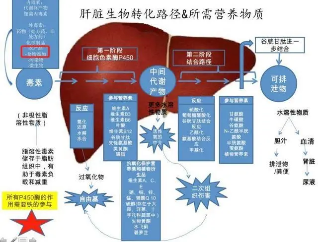 乙肝五项都有哪五项