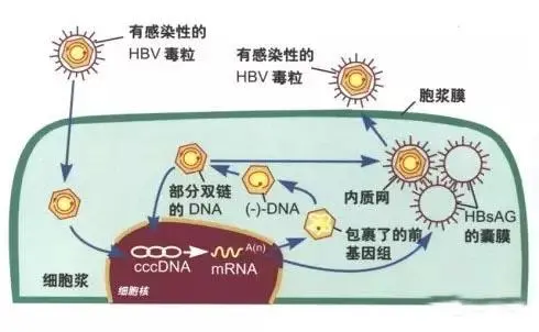 酒精肝的症状表现是什么