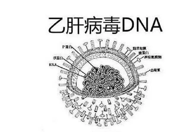 请问乙肝的传播途径