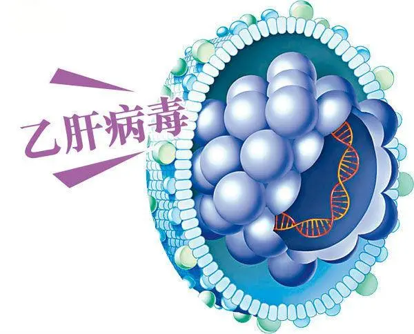 乙肝五项和肝功五项的区别